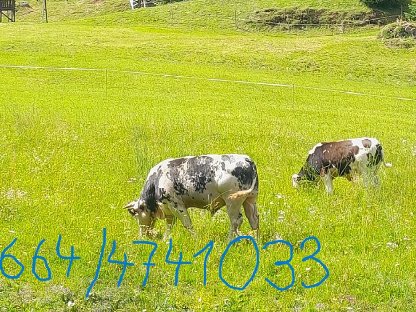 Bild 3:Bio Sprungstier