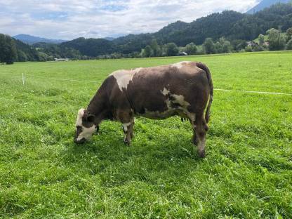 Bild 2:Freckvieh * Weißblaue Erstlingskuh