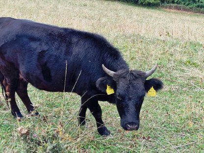 Bild 3:Dexter Rinder