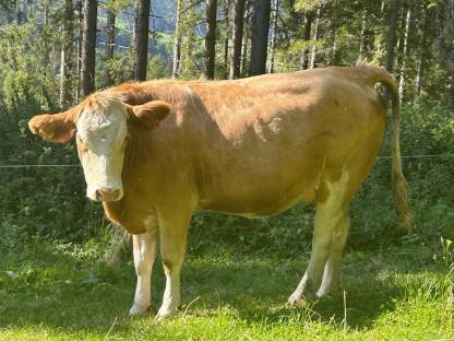 Bild 3:Bio Kalbin hochträchtig