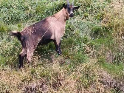 Bild 2:Passeirer Kitz