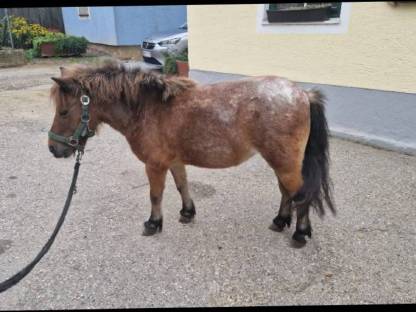 Pony Stute
