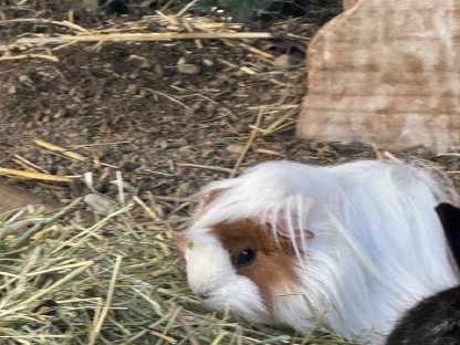 Bild 2:Meerschweinchen