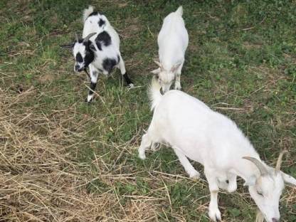 Bild 2:Zwergziegen zu verschenken