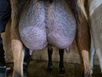 Bild 4:HB Gämsfarbige Gebirgsziegenkitze