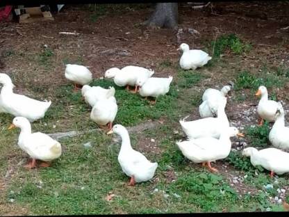 Enten Cherry Valley