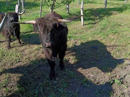Bild 3:Hochlandrind Stier