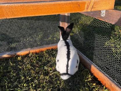 Bild 3:Deutscher Riesenschecke reinrassig