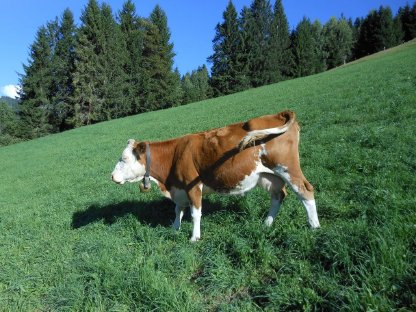 Bild 2:Verkaufe trächtige FV Kuh