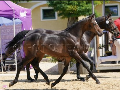 Bild 2:Dressur Hengstfohlen