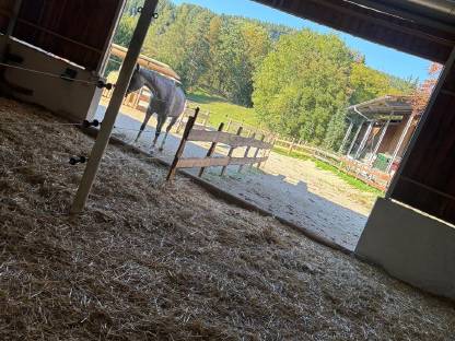 Bild 3:Offenstall Einstellplätze