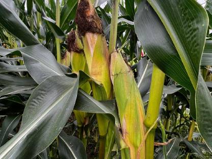 Bild 2:Silomais zu verkaufen, PLZ 5113