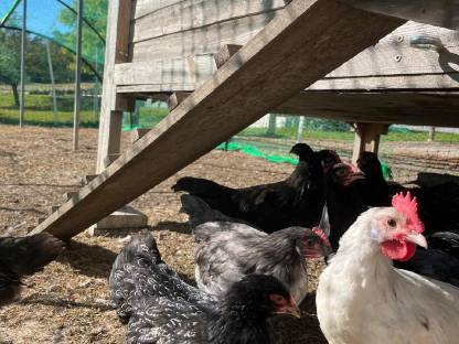 Bild 7:Barnevelder Junghähne