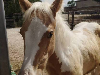 Bild 3:Paint Horse - Stute