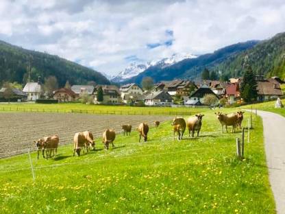 Bild 2:Jersey-Kälber aus Herdbuchzucht zu verkaufen