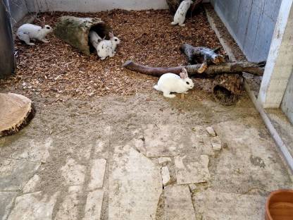 Bild 8:Kaninchen