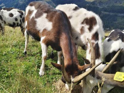Bild 5:Tauernschecken nicht HB