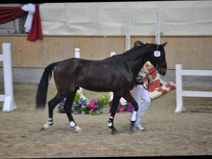 Bild 3:Reitbeteiligung, Pflegebeteiligung, Pferd