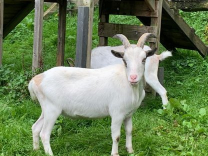 Zwergziegenbock