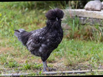 Bild 6:1 Pärchen Paduaner
