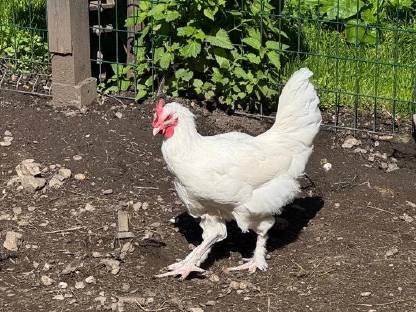 Bild 4:Reinrassige Olivleger-Hähne