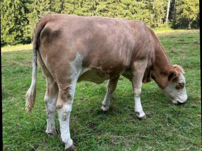 Bild 2:Bio Kalbin hochträchtig