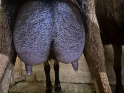 Bild 7:HB Gämsfarbige Gebirgsziegenkitze