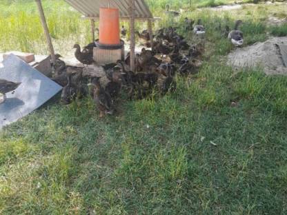 Wildenten