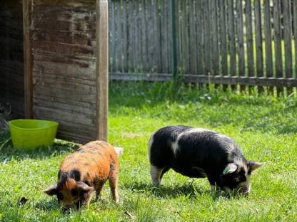 Bild 2:Kune Kune
