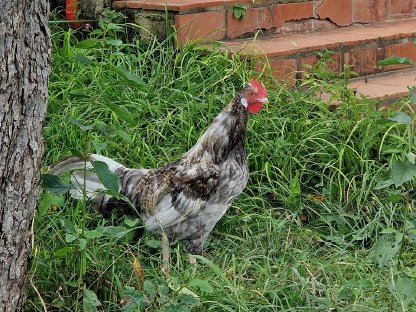 Bild 4:Altsteirer Hähne