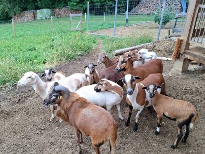 Bild 4:Kamerunschafe