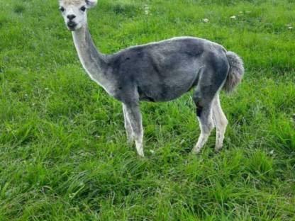 Bild 5:Alpaka-Stute mit Fohlen