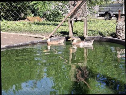 Bild 8:Junge Laufenten