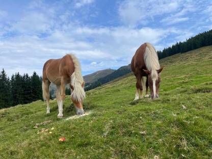 Bild 6:Noriker Fuchsstute Luzi