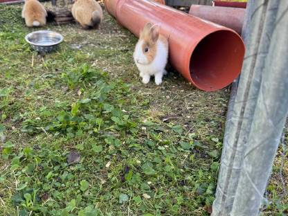 Bild 5:Löwenkopf Zwergkaninchen Baby