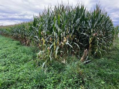 Bild 4:Silomais zu verkaufen, PLZ 5113