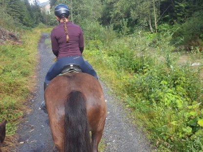 Bild 2:Noriker Rappstute