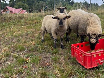 Bild 3:Shropshire Schafbock