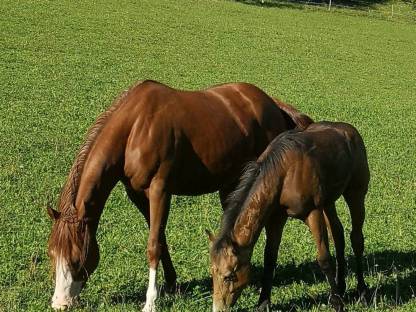 Bild 7:QH-Hengstfohlen, dunkler Buckskin, 04/2025