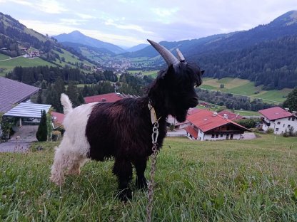 Reinrassiger Walliser Schwarzhals Kitzbock zu verkaufen