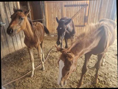 Zuckersüße Österreichische Warmblutfohlen
