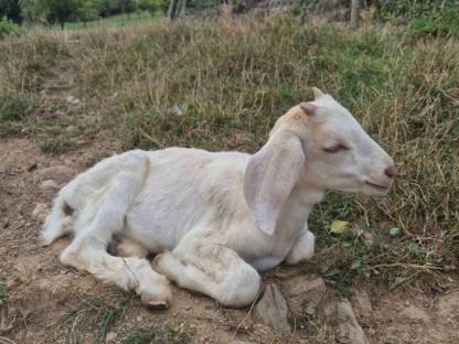 Bild 5:Anglonubierbock und Scheckenkitze