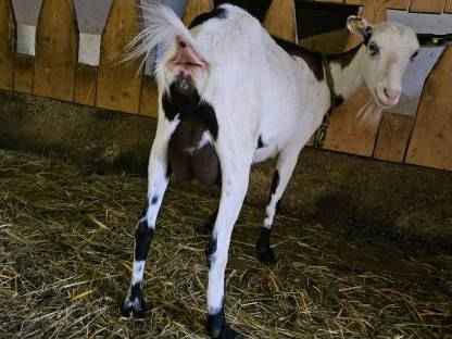 Bild 7:Bio-Milchziegen und Bio-Ziegenkitze weiblich