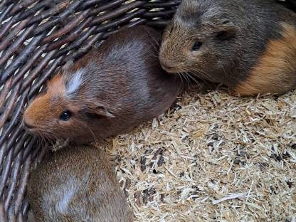 Bild 2:Junge Meerschweinchen