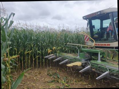 Bild 3:Silomais Häckselmais