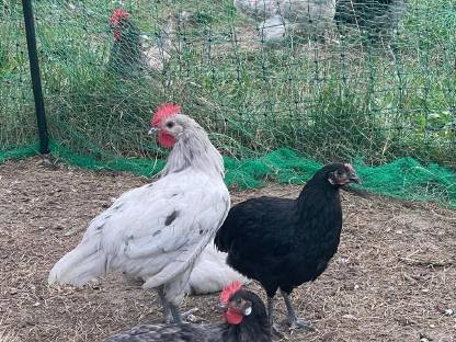 Bild 3:Junghähne Bresse Gauloise Bleu