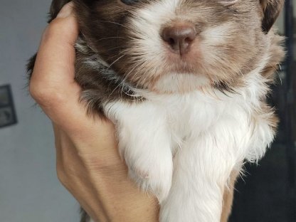 Shih Tzu