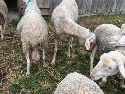 Bild 7:Zuchtschafbock