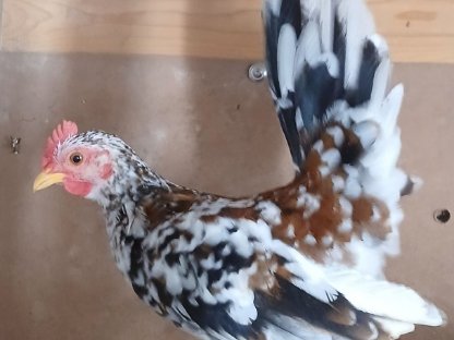 Serama Bruteier, Junghähne, Küken abzugeben