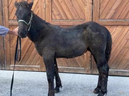 Bild 2:Noriker Hengstfohlen Rappe